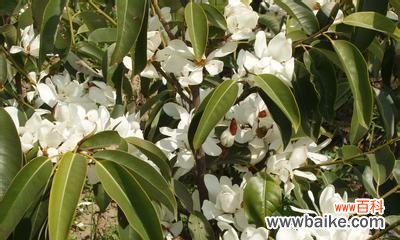 探索深山里的花之密码 深山含笑花语