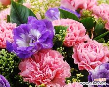 康乃馨代表什么花语？代表什么？ 康乃馨——浪漫与美丽的象征