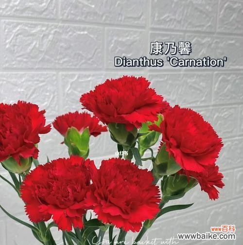 康乃馨代表什么花语？代表什么？ 康乃馨——浪漫与美丽的象征