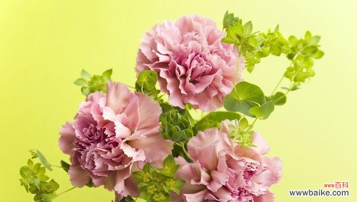 康乃馨代表什么花语？代表什么？ 康乃馨——浪漫与美丽的象征