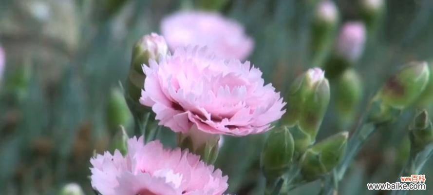 探究康乃馨花语的起源和文化内涵 康乃馨花语的含义及传说