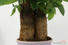 发财树摆放禁忌，放在哪个位置好