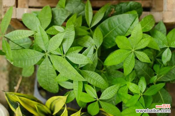 发财树摆放禁忌，放在哪个位置好