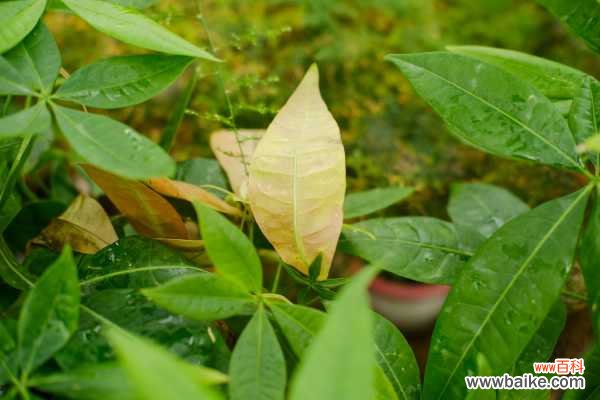 发财树价钱,发财树的图片