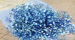 探索满天星花的神秘语言与象征意义 满天星花的花语和寓意