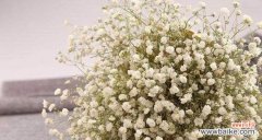 探寻满天星花语的诗意与神秘 满天星花语的深刻含义