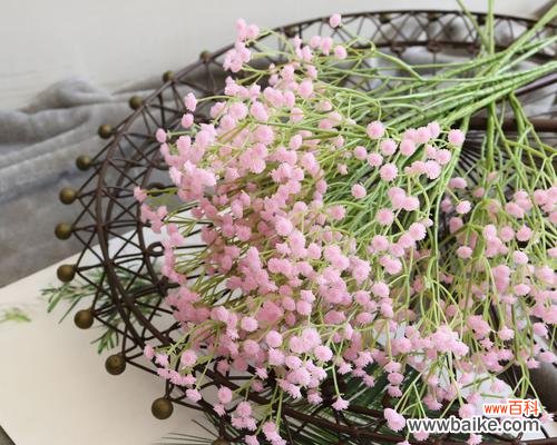 探寻满天星花朵中的生活哲理 满天星的美丽与寓意