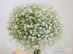 探究满天星花的含义及其在文化中的重要地位 满天星花的寓意与象征意义