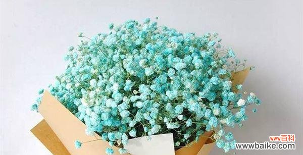 绽放幸福与希望的满天星 满天星花语大全