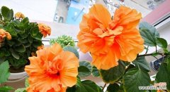 哪种花的寓意不好？花的寓意差是指什么？