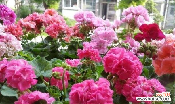 哪种花的寓意不好？花的寓意差是指什么？