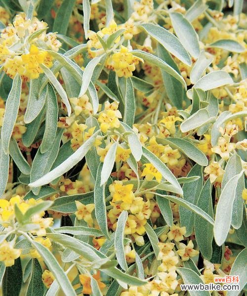 宝树开花的寓意是什么？开花的象征意义有哪些？