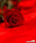 黄金红色玫瑰花戒指的含义是什么？玫瑰花戒指代表什么意义？