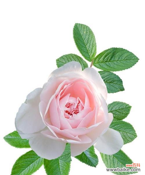 白玫瑰与无刺玫瑰的区别是什么？