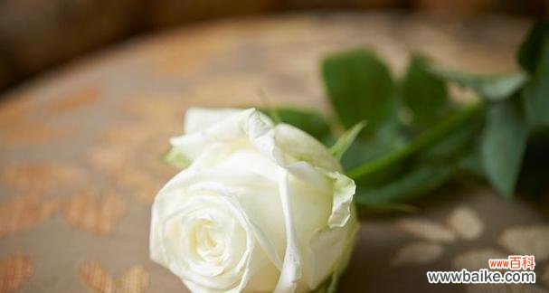 白玫瑰与无刺玫瑰的区别是什么？