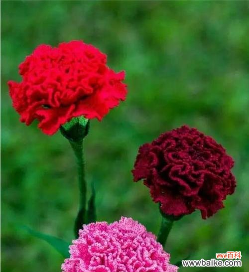 康乃馨的含义是什么？康乃馨代表的花语是什么？