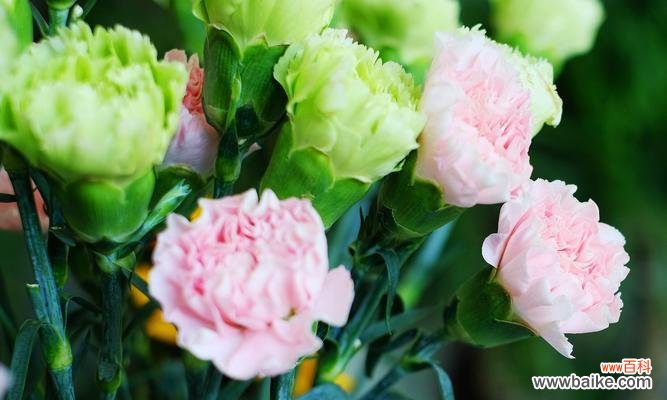 康乃馨的含义是什么？康乃馨代表的花语是什么？