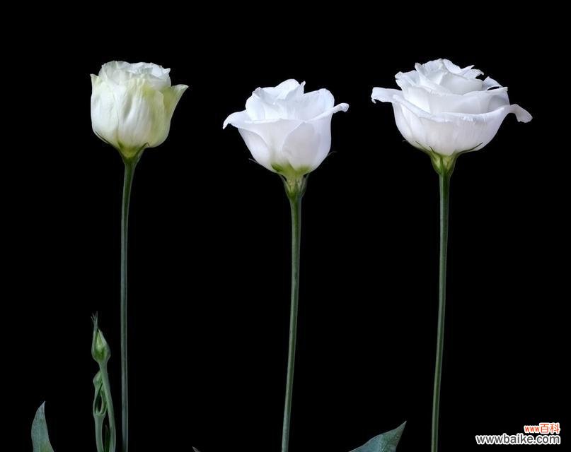 白玫瑰带黑色的含义是什么？