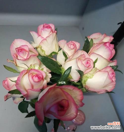 探寻爱莎玫瑰背后的含义 爱莎玫瑰花语和寓意