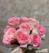 探寻爱莎玫瑰背后的含义 爱莎玫瑰花语和寓意