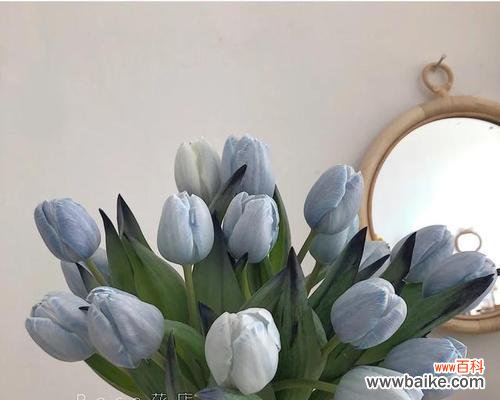 探寻郁金香所代表的各种情感和象征意义 郁金香的花语和寓意