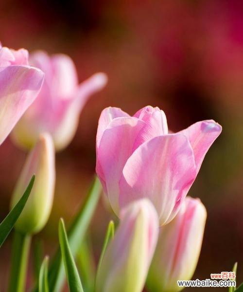 探寻郁金香所代表的各种情感和象征意义 郁金香的花语和寓意
