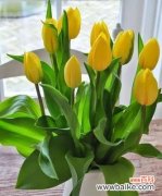 探寻郁金香所代表的各种情感和象征意义 郁金香的花语和寓意