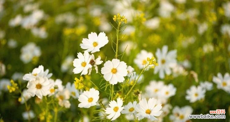 用花语诠释爱情，感受花的美丽与真挚 爱情花语，用花表达深情