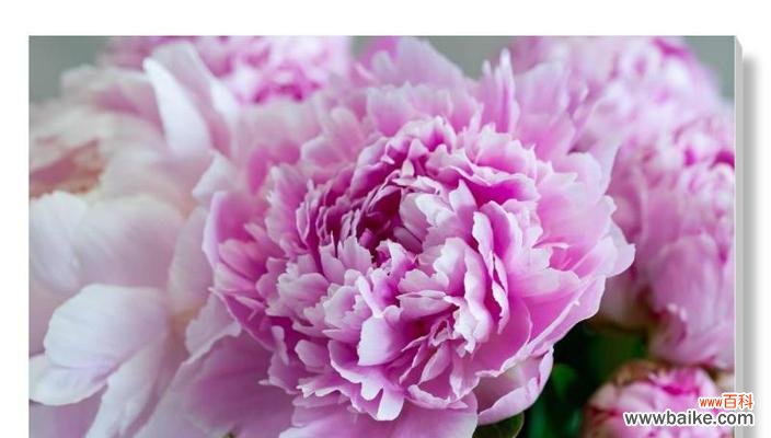 探寻“富贵吉祥”的花朵之谜 解密牡丹花语