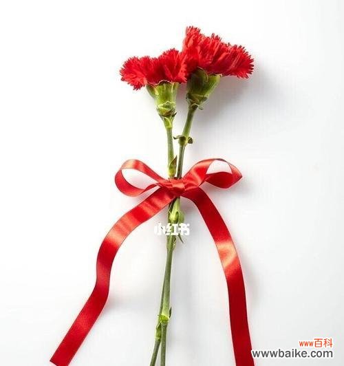 鲜花里的忠诚与热情 大红色康乃馨的花语与象征意义