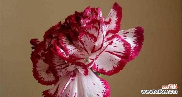 鲜花里的忠诚与热情 大红色康乃馨的花语与象征意义