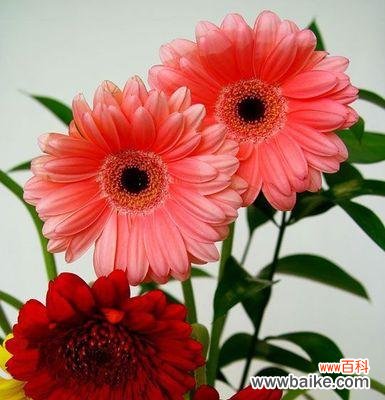 以太阳为名，传递着爱和热情 红色太阳花的寓意与花语