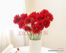 以太阳为名，传递着爱和热情 红色太阳花的寓意与花语