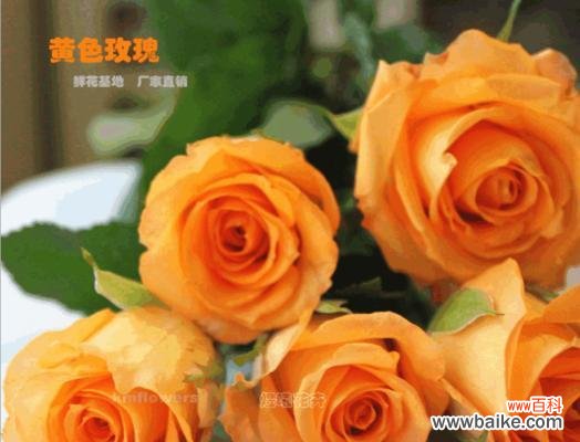 探究黄色玫瑰作为礼物的隐含含义 两朵黄玫瑰的意义