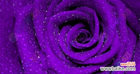 神秘高贵的紫色，代表的不仅仅是爱情 紫色玫瑰花的意义