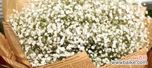 探寻满天星背后的含义与象征 解读满天星的花语