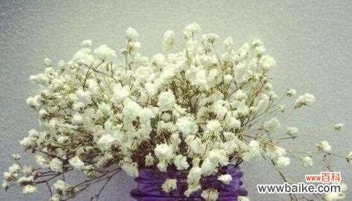 探寻满天星背后的含义与象征 解读满天星的花语