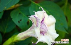 揭秘曼陀罗的花语及象征意义 曼陀罗花语的深意