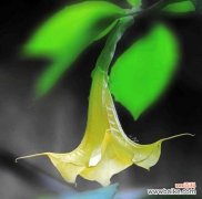 揭秘曼陀罗花的神秘象征与心灵共鸣 曼陀罗花的花语及代表意义