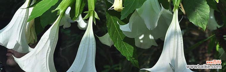 曼陀罗花传说与花语 曼陀罗花