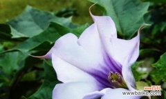 探索曼陀罗花的花语与寓意 曼陀罗花