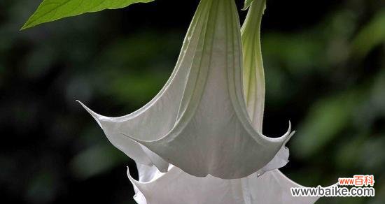 探寻曼陀罗花语的神秘魅力 曼陀罗花语