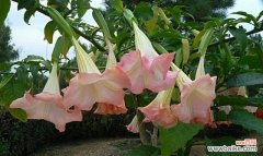 探寻曼陀罗花的秘密 曼陀罗花的花语与含义