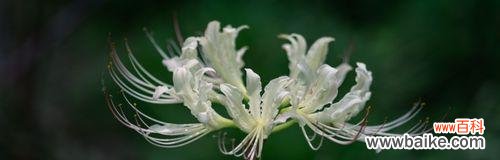 曼陀罗华的诗意生命之旅 曼陀罗华