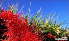 揭开曼陀沙华的花语之谜 曼陀沙华花语探秘