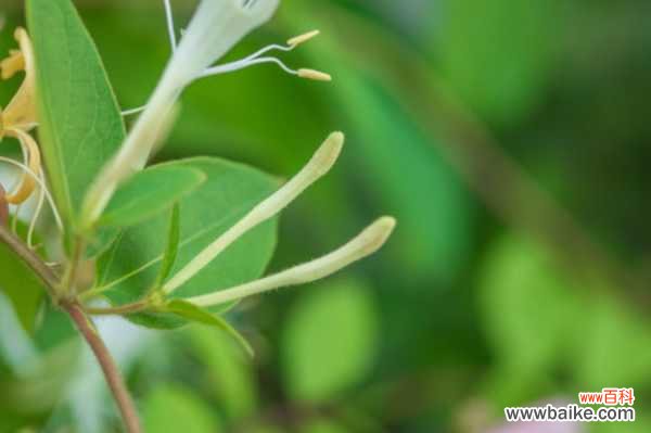 孕妇可以喝金银花吗，婴儿可以喝金银花水吗