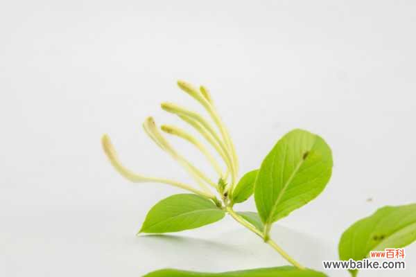 孕妇可以喝金银花吗，婴儿可以喝金银花水吗