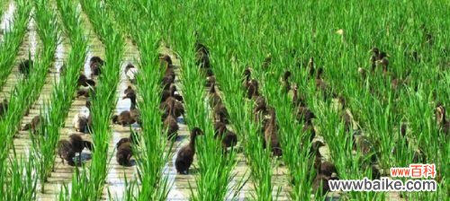 水稻浑水的含义是什么？水稻浑水现象在农业中的影响是什么？