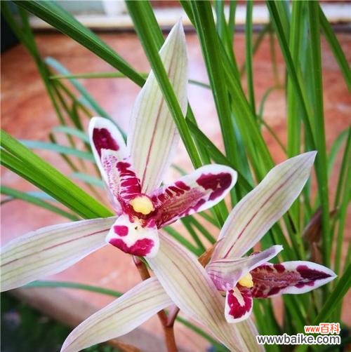 兰花花语是什么？兰花象征着哪些品质？