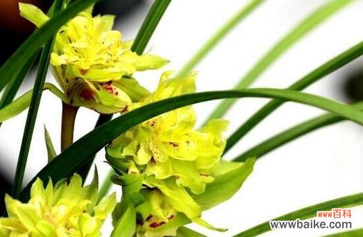 兰花花语是什么？兰花象征着哪些品质？